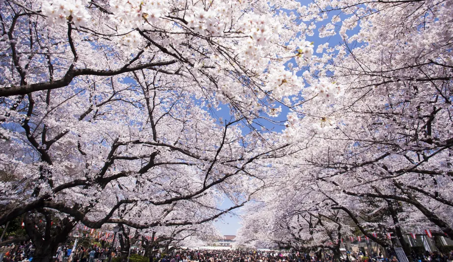 Best time to visit Japan