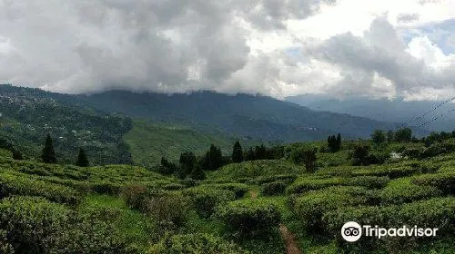 cost for insurance when traveling to Darjeeling