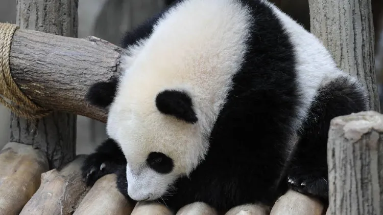 Masa yang Terbaik ke Zoo Negara Malaysia