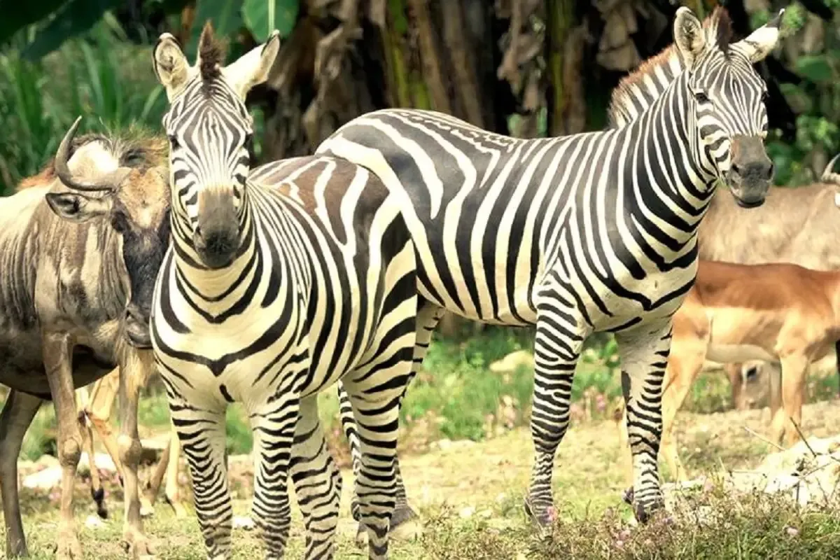 Cebu Safari and Adventure Park