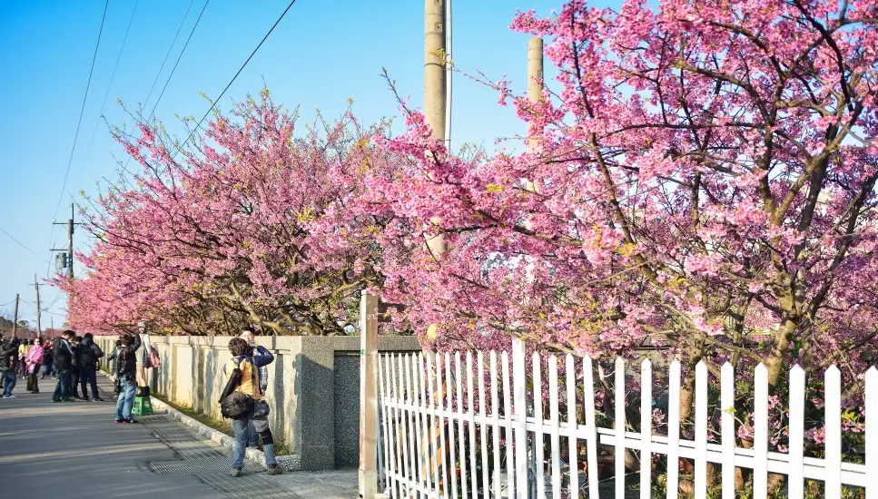 平菁街櫻花巷