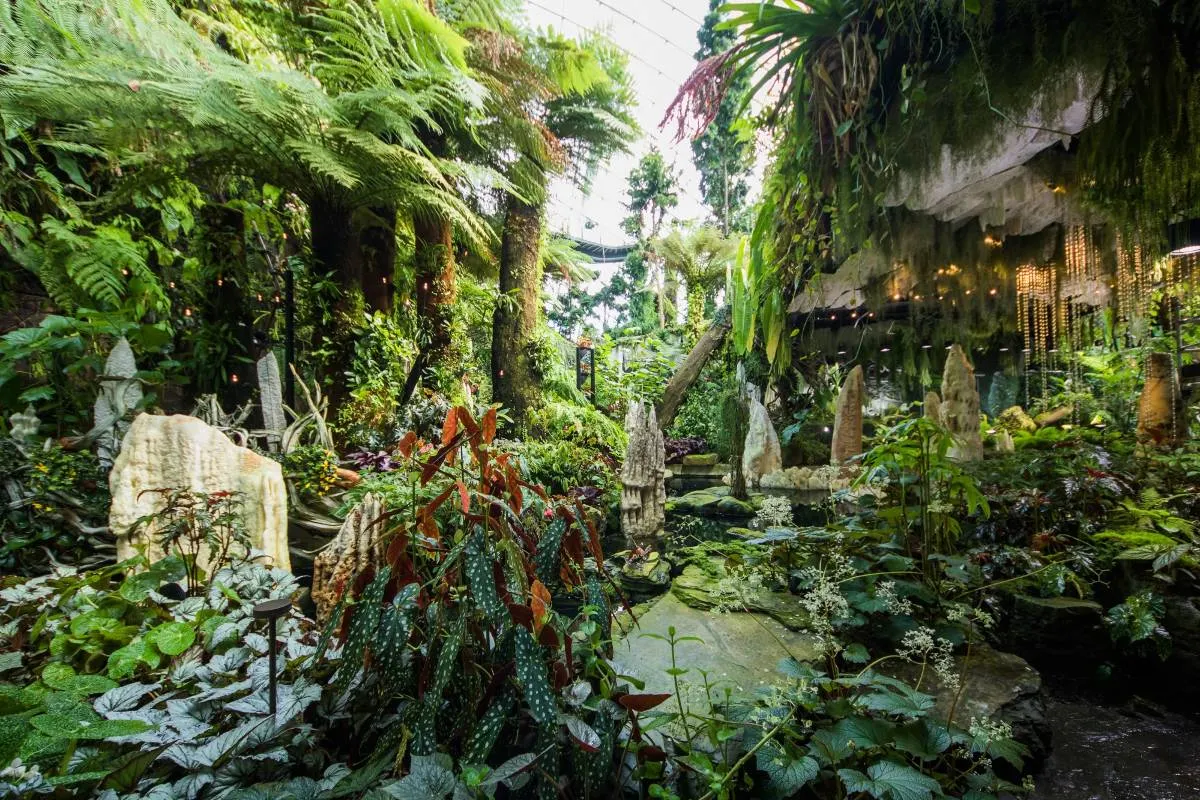 คลาวด์ฟอร์เรสโดม