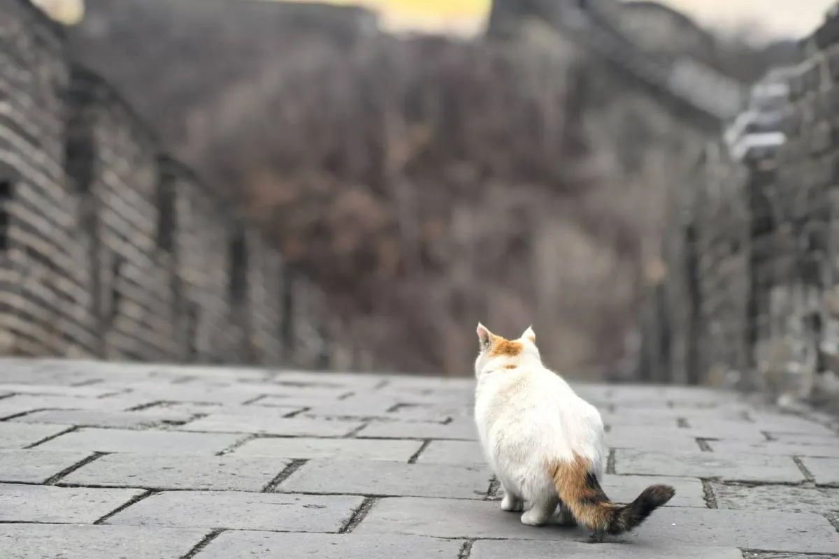 Fun Facts about Great Wall of China