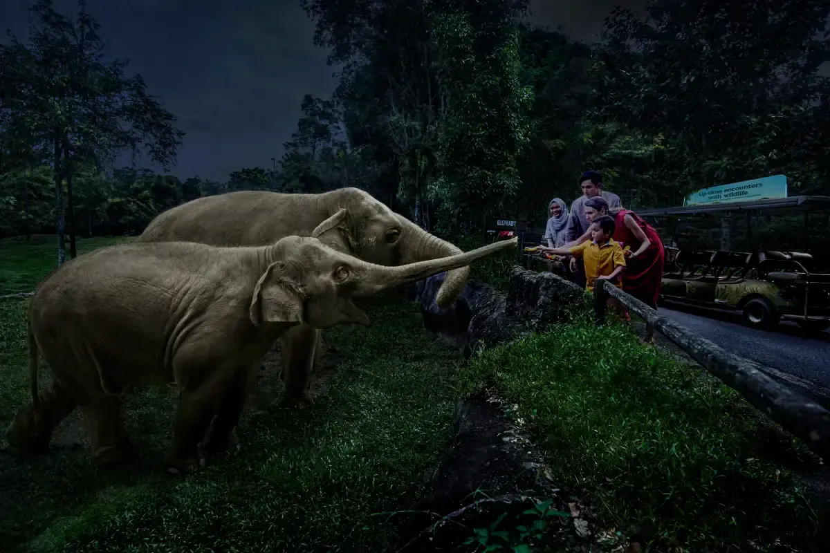 ナイトサファリ チケット