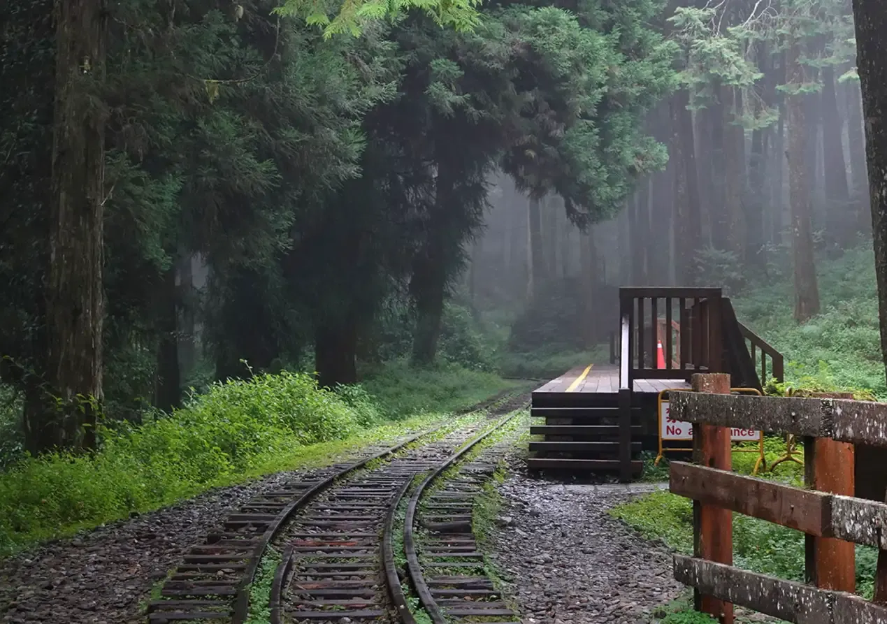 阿里山氣溫 - 水山巨木步道