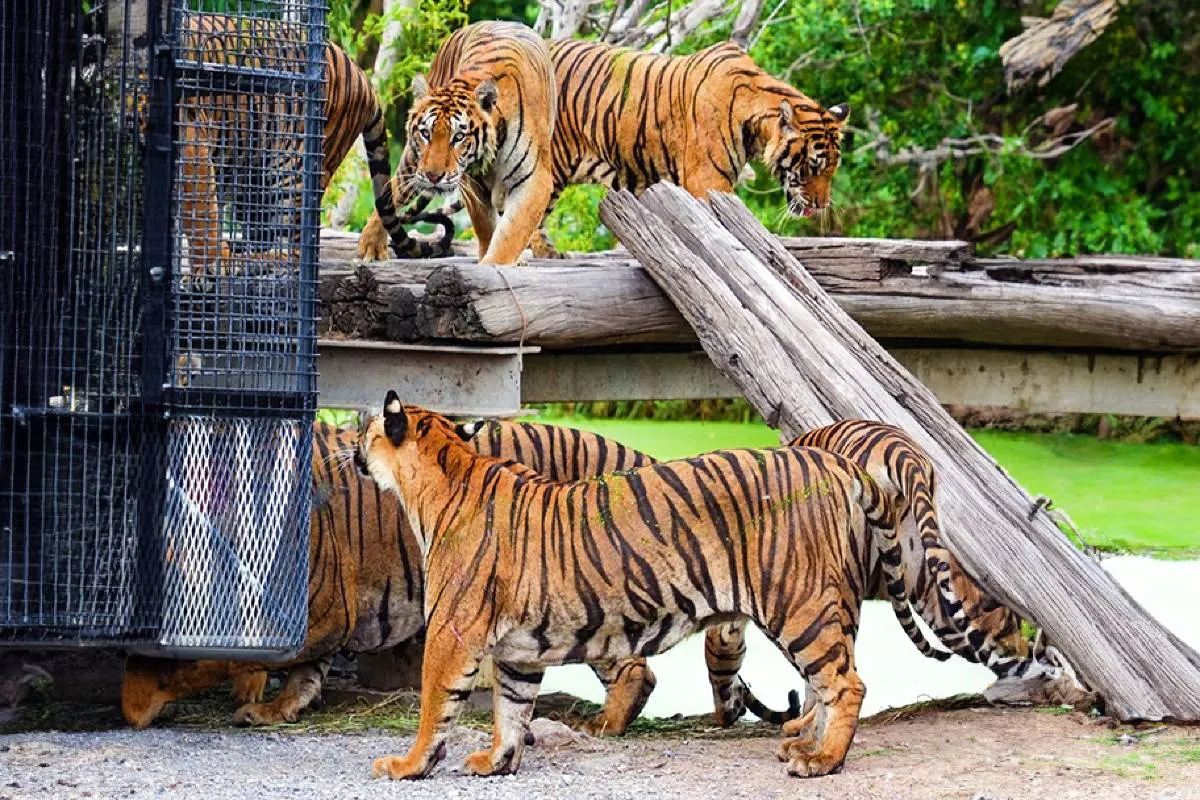 7. Tempat Wisata di Bangkok-Safari World Bangkok