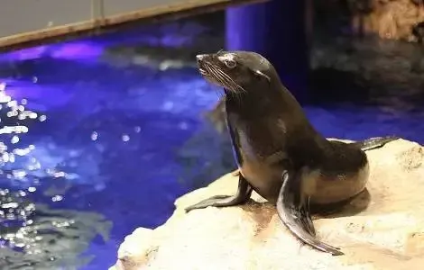 東京好去處 #16 墨田水族館
