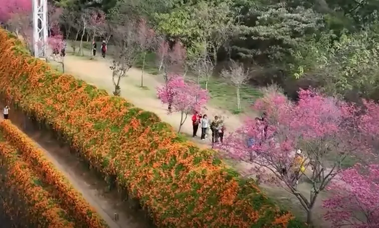 銅鑼炮仗花步道