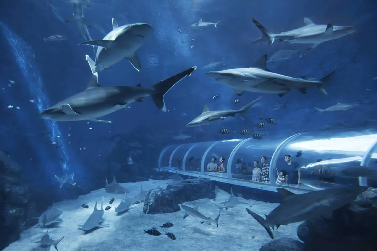 Things to do at S.E.A. Aquarium