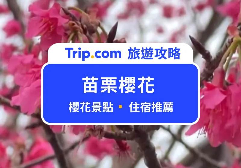 苗栗櫻花