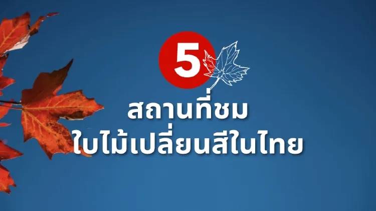 5 สถานที่ชมใบไม้เปลี่ยนสีในไทยที่สวยเหมือนต่างประเทศ