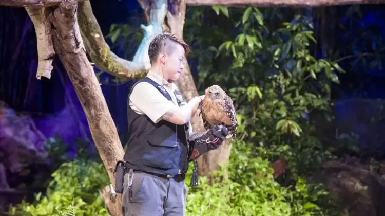 Hal yang Dapat Dilakukan di Night Safari