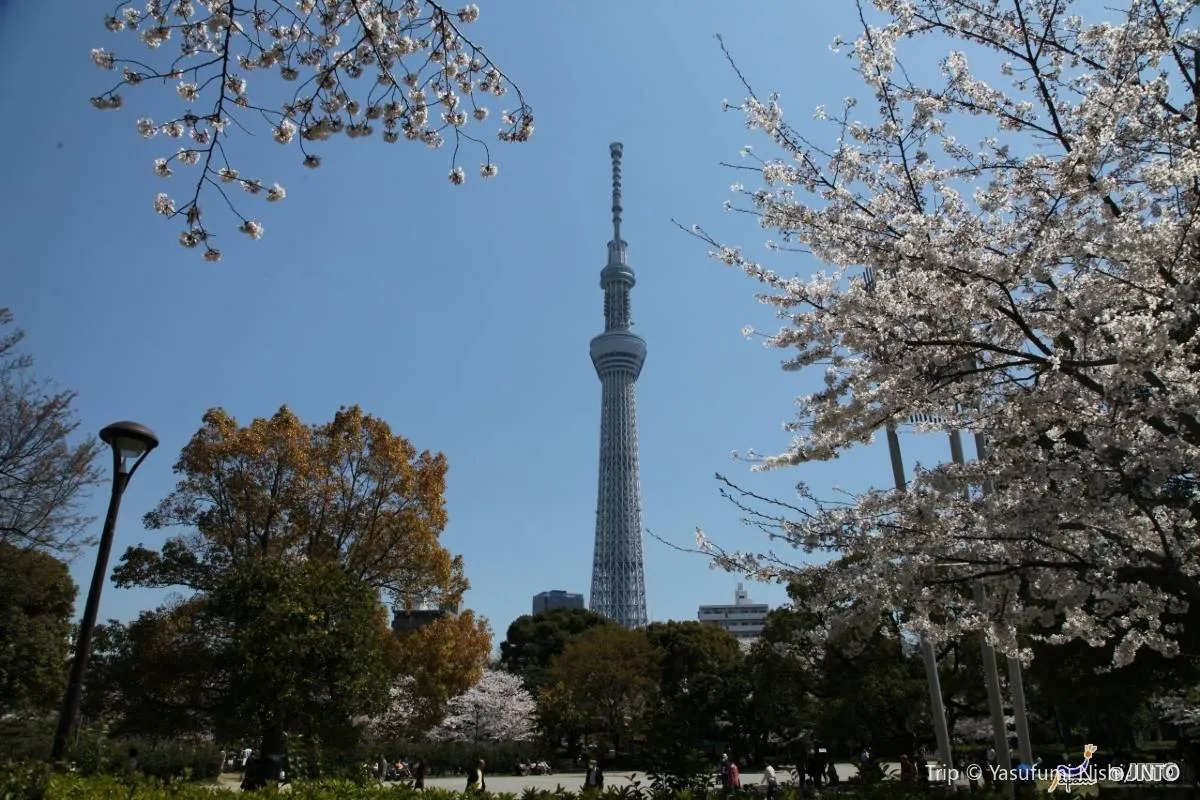 Apa Itu Tokyo Skytree