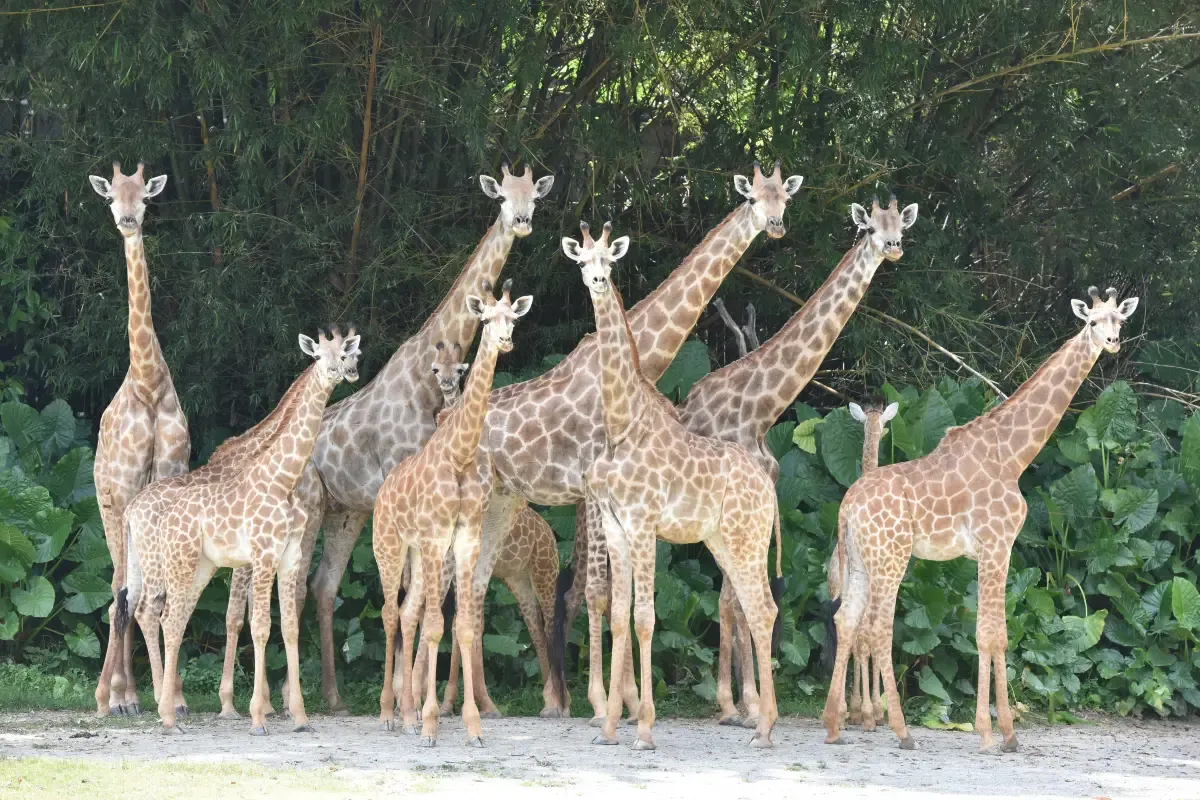 Giraffe Feeding Zone