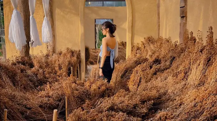 คาเฟ่เชียงใหม่