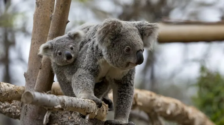 Best time to Visit San Diego Zoo