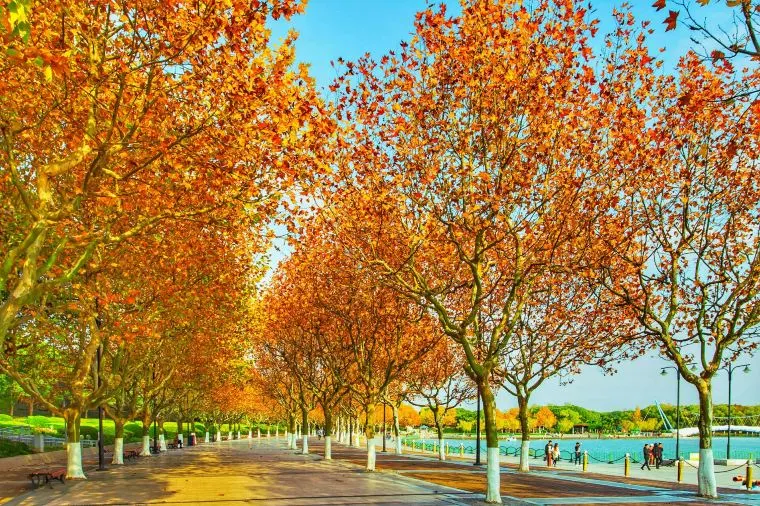 上海氣溫 - 世紀公園