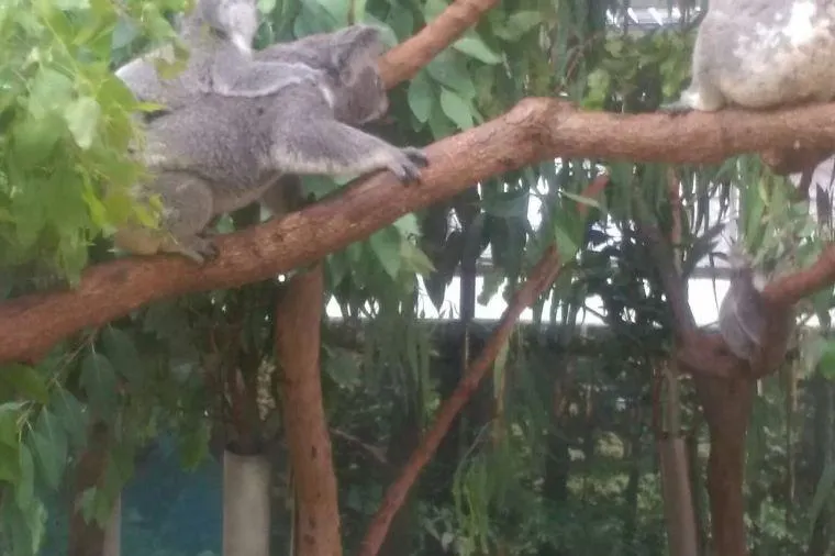 台北市立動物園無尾熊