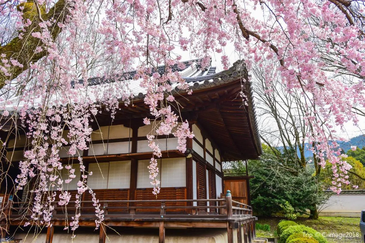 日本賞櫻地點🌸【5】醍醐寺