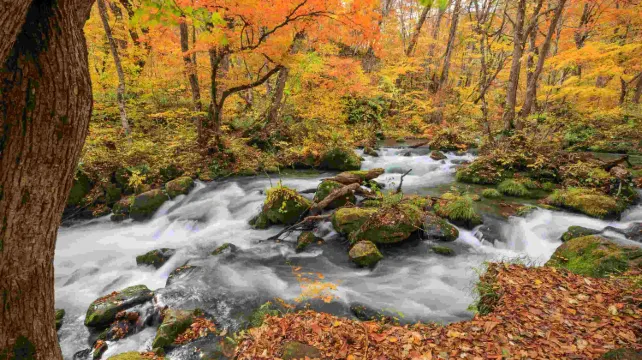 Rent a car in Japan to explore Tohoku