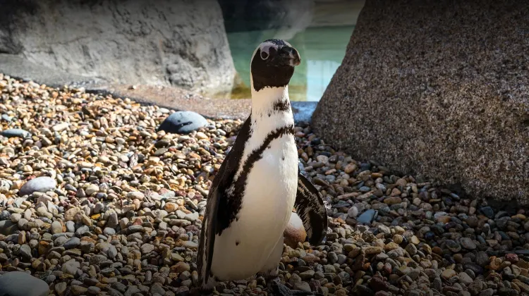 San Diego Zoo Live Cams