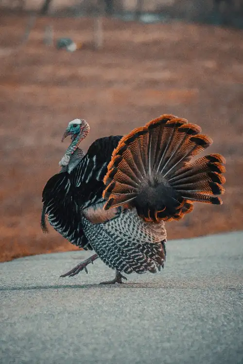 Source: Chris Henry/ unsplash  Pardoning the turkey has become a tradition during the National Thanksgiving Turkey Presentation