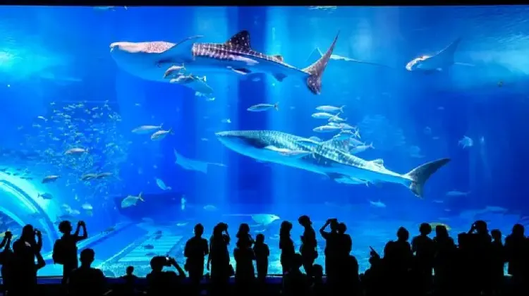 沖縄美ら海水族館