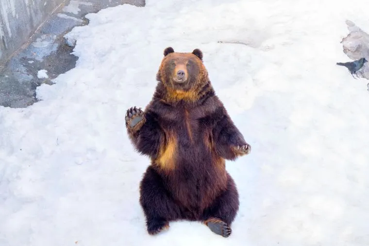 のぼりべつクマ牧場