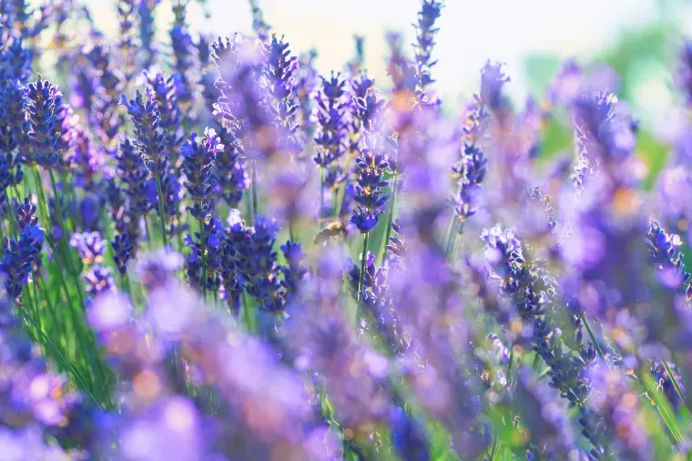 もらってうれしい山梨土産の選び方