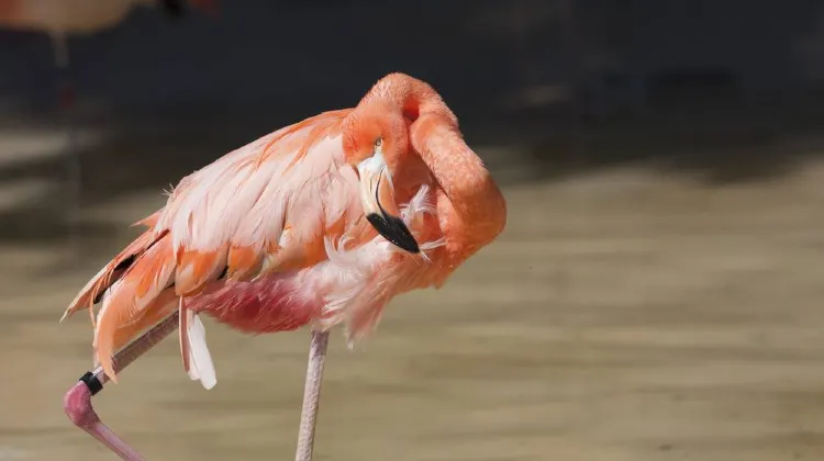 Explore with Osaka JR Pass: Attractions Around Osaka Tennoji Zoo