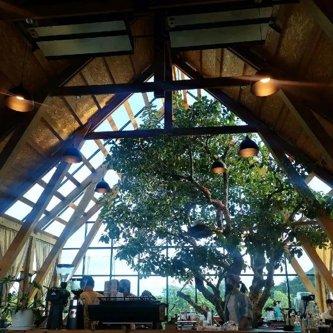 Kratom Intra (กระท่อมอินทรา)