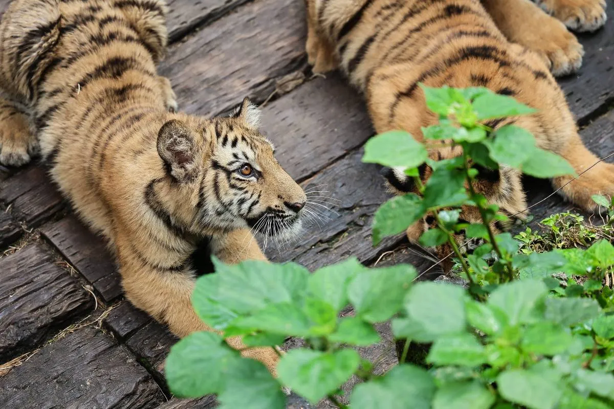 What to Do and See at Chimelong Safari Park