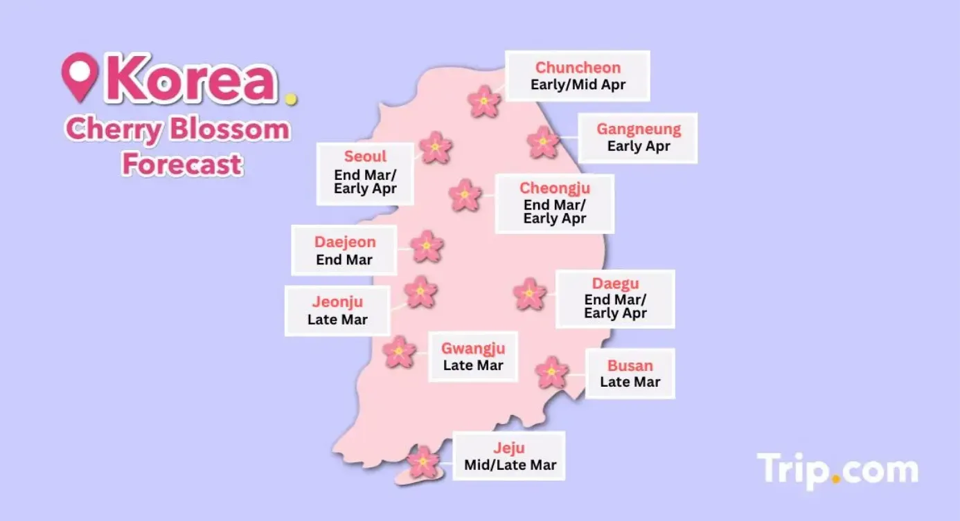 Cherry Blossom in Seoul forecast