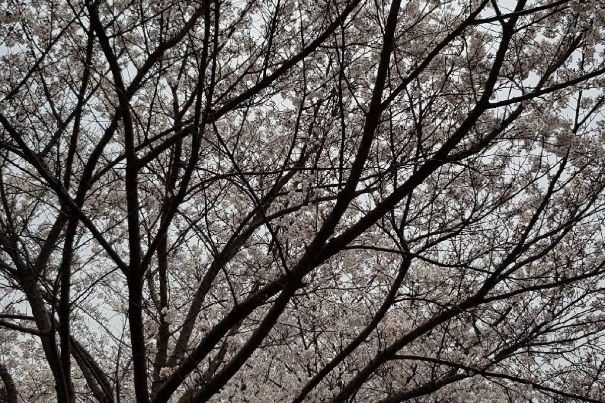 釜山櫻花 麥島生態公園