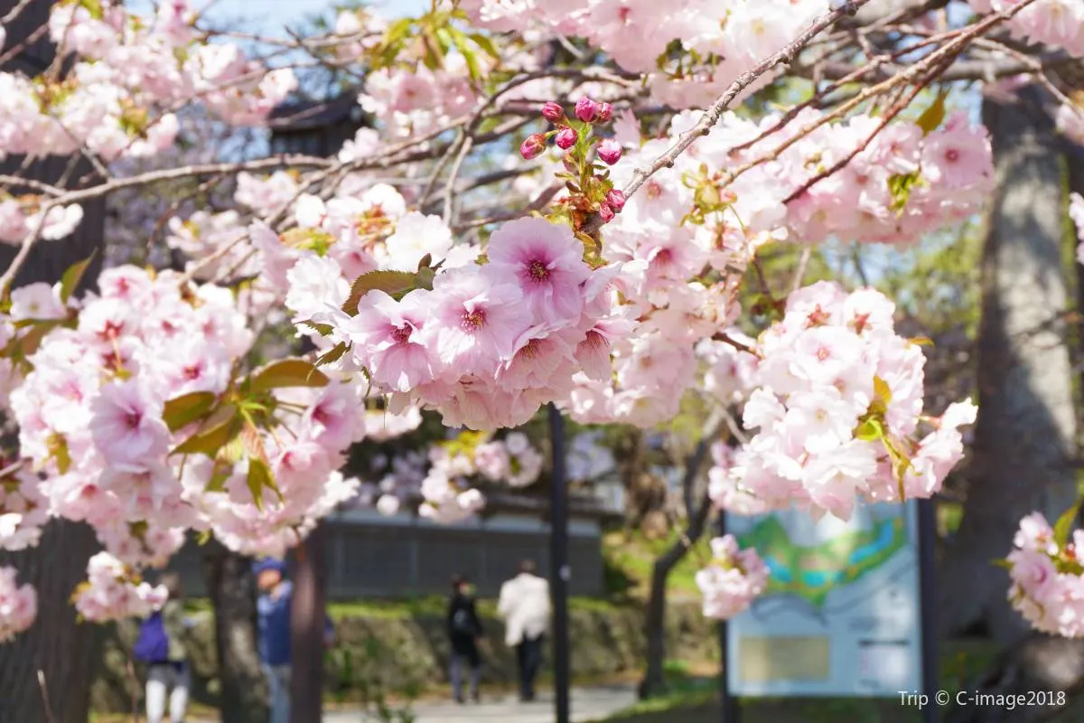 Best Time to Visit Japan: Cherry Blossoms of Japan