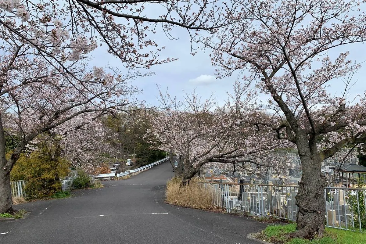 名古屋櫻花 平和公園