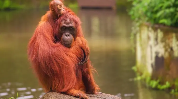 Mandai Wildlife Reserve 