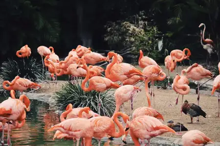 San Diego Zoo and Safari Park