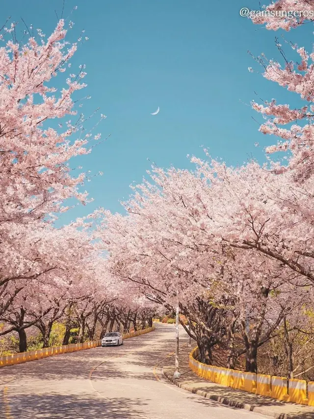 釜山櫻花 荒嶺山展望台