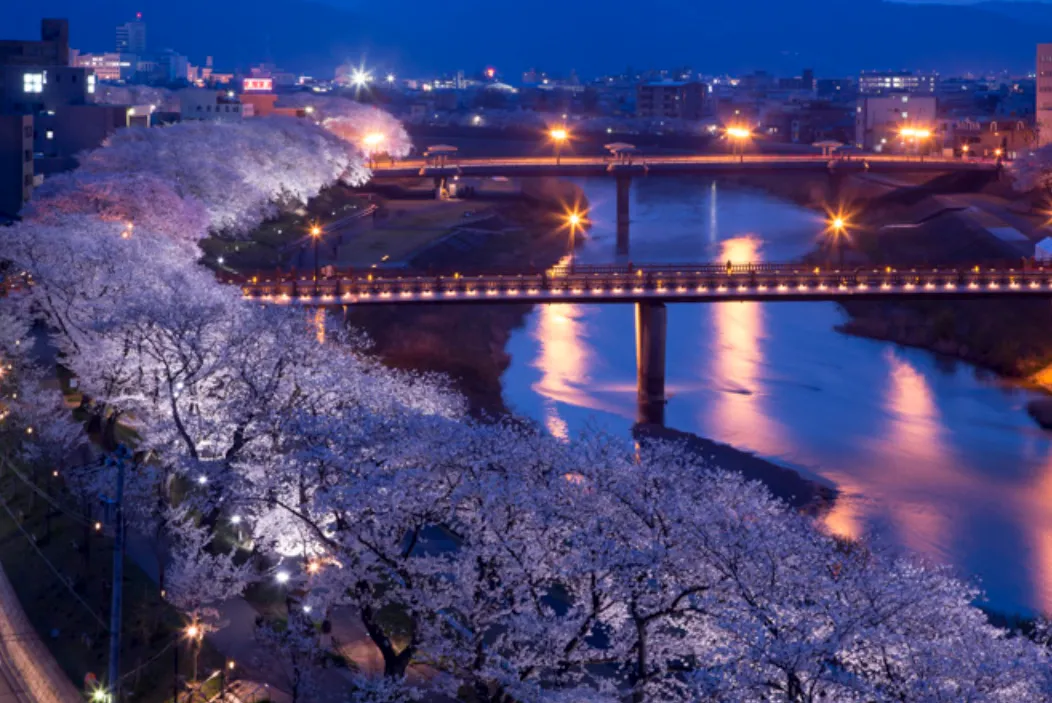 Cherry Blossom Festivals in Japan, How to Join?