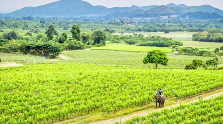 ไร่องุ่นมอนซูน แวลลีย์ วินยาร์ด