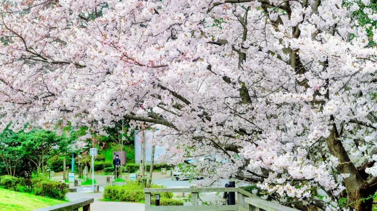 福岡景點 #13 西公園