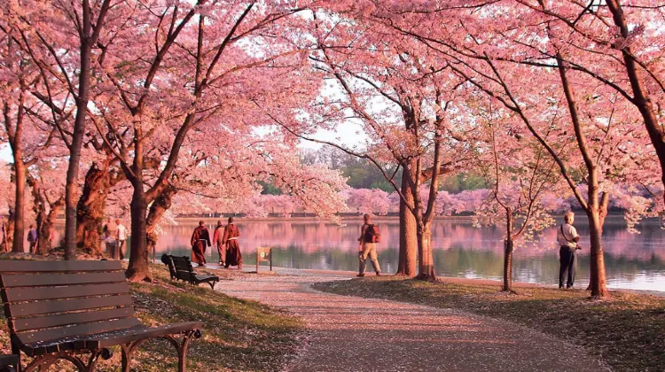 cherry blossom dc
