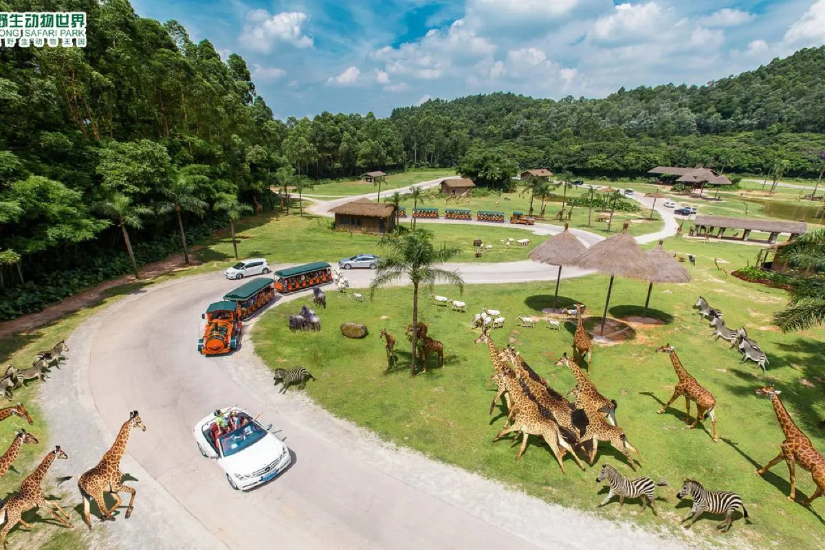Why Visit Chimelong Safari Park?