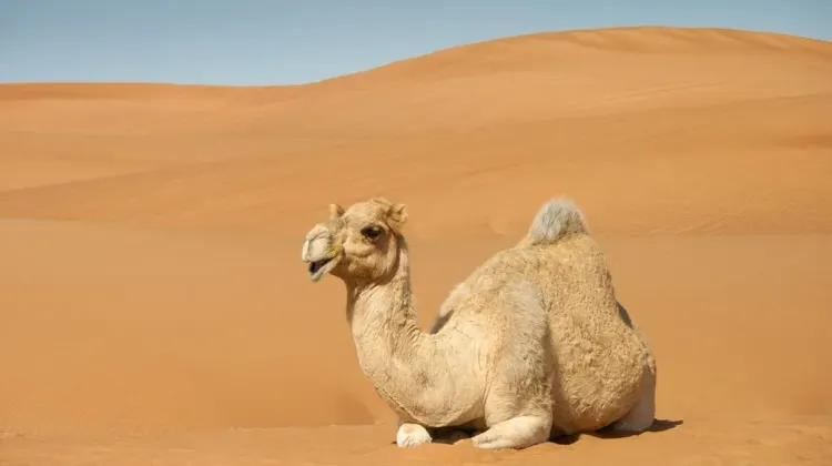 6.ラクダのぬいぐるみ