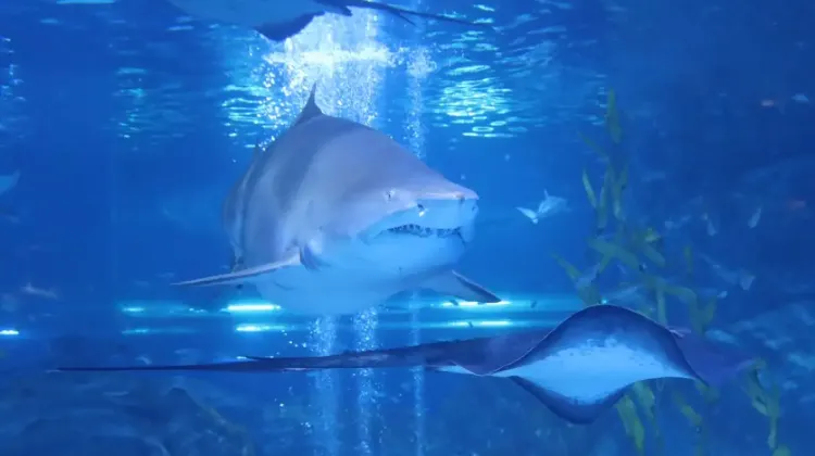 COEXアクアリウムで便利なアイテム3つ