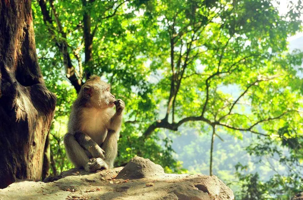 Tempat Wisata di Lombok-Lombok Wildlife Park