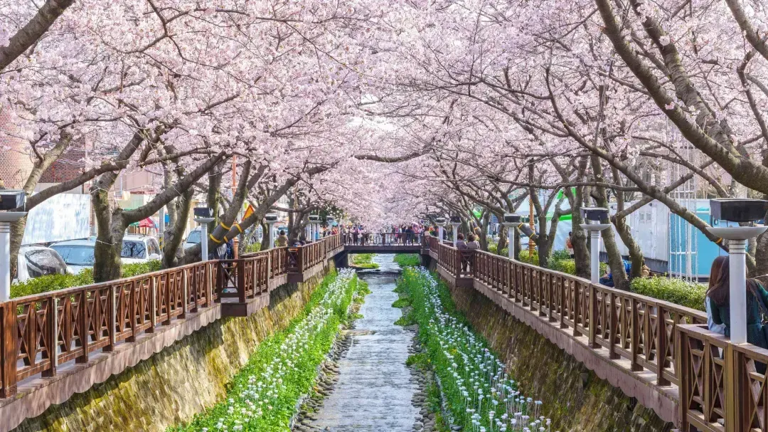 Cherry Blossom in Seoul