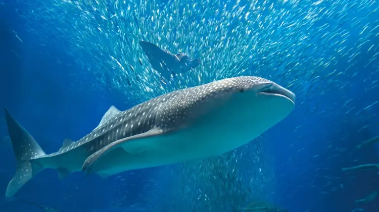 Cara Pergi ke Osaka Aquarium Kaiyukan