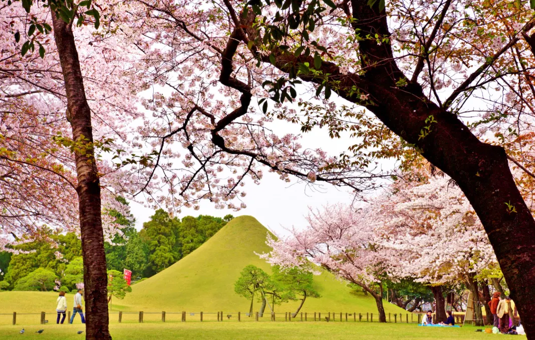 Kyushu Cherry Blossom | Best Viewing Spots